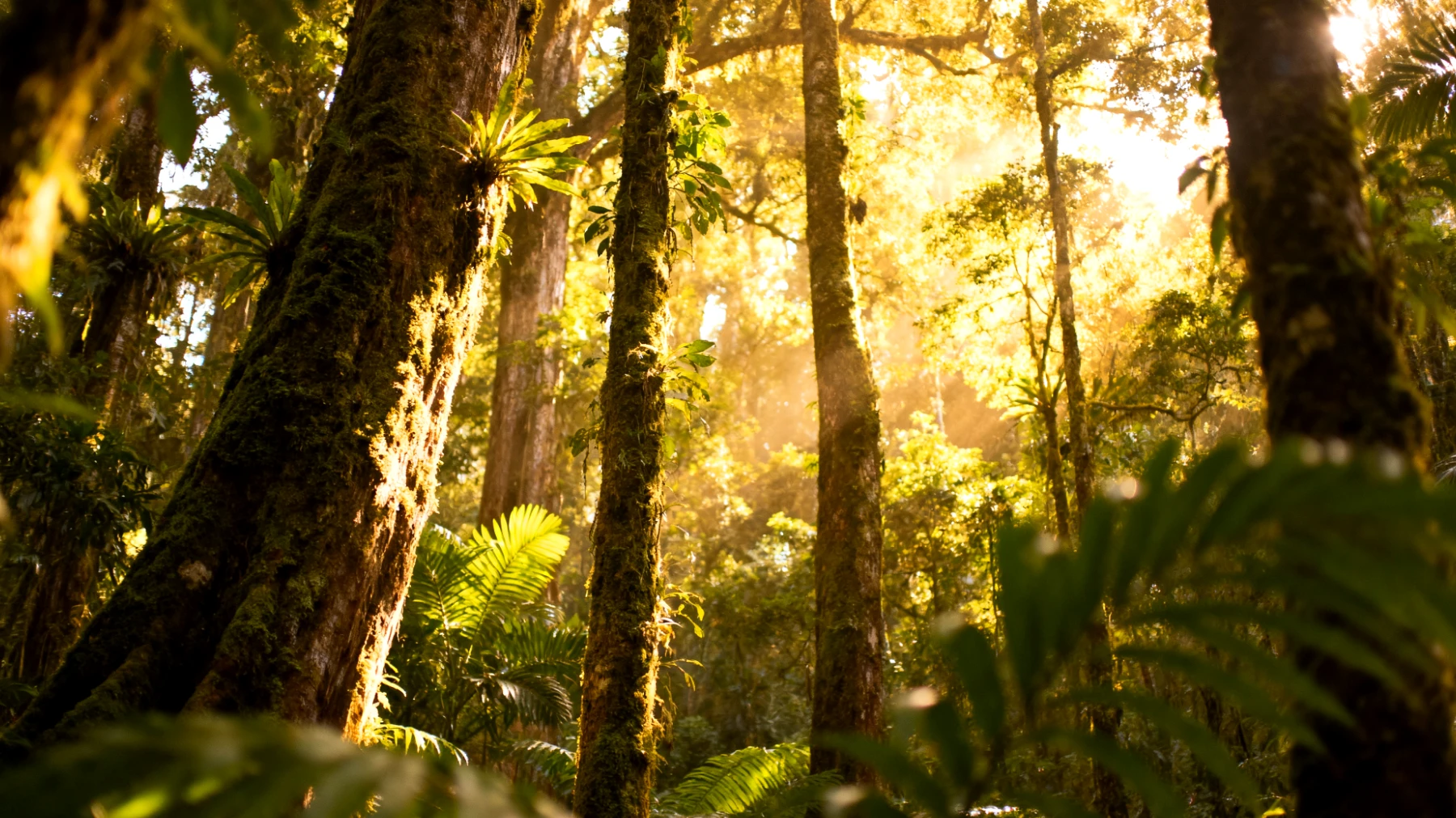 Parco Nazionale di Cuc Phuong"