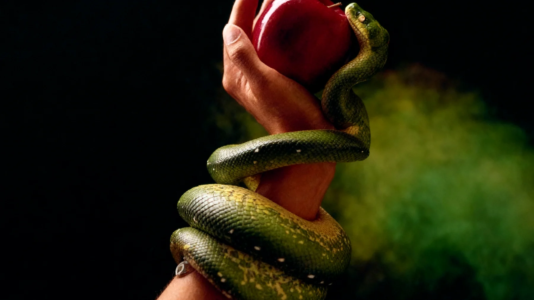 Forbidden Fruit2025-12-22T10:50:03.275Z"